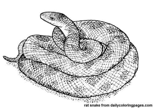 Раскраска: змея (Животные) #14428 - Бесплатные раскраски для печати