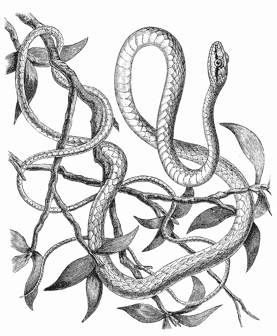 Раскраска: змея (Животные) #14469 - Бесплатные раскраски для печати