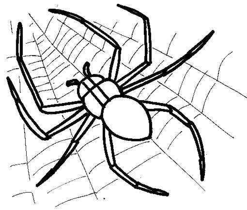 Раскраска: паук (Животные) #584 - Бесплатные раскраски для печати
