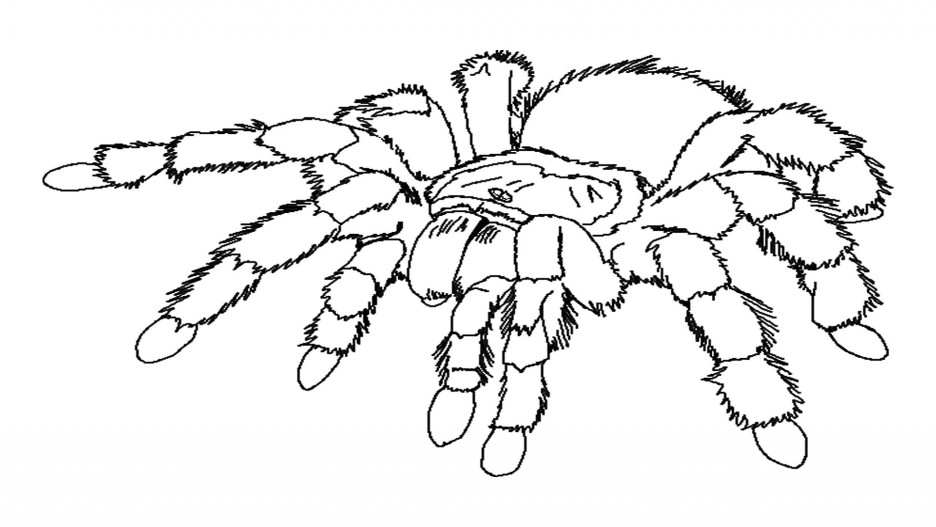 Раскраска: паук (Животные) #586 - Бесплатные раскраски для печати