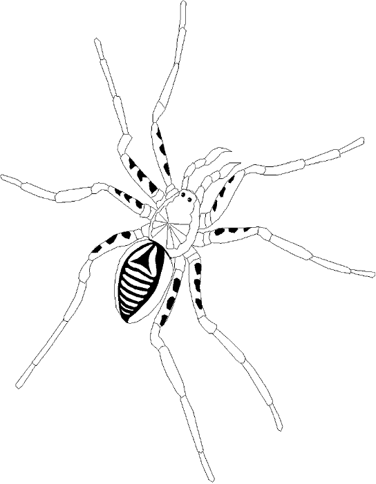 Раскраска: паук (Животные) #610 - Бесплатные раскраски для печати
