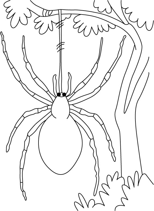 Раскраска: паук (Животные) #636 - Бесплатные раскраски для печати