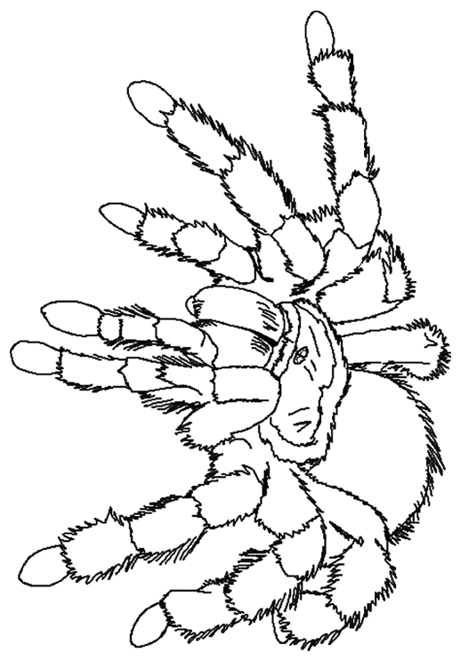Раскраска: паук (Животные) #659 - Бесплатные раскраски для печати