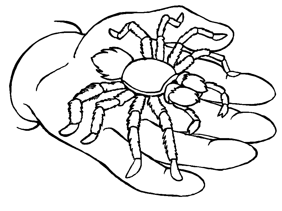 Раскраска: паук (Животные) #664 - Бесплатные раскраски для печати