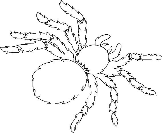 Раскраска: паук (Животные) #670 - Бесплатные раскраски для печати