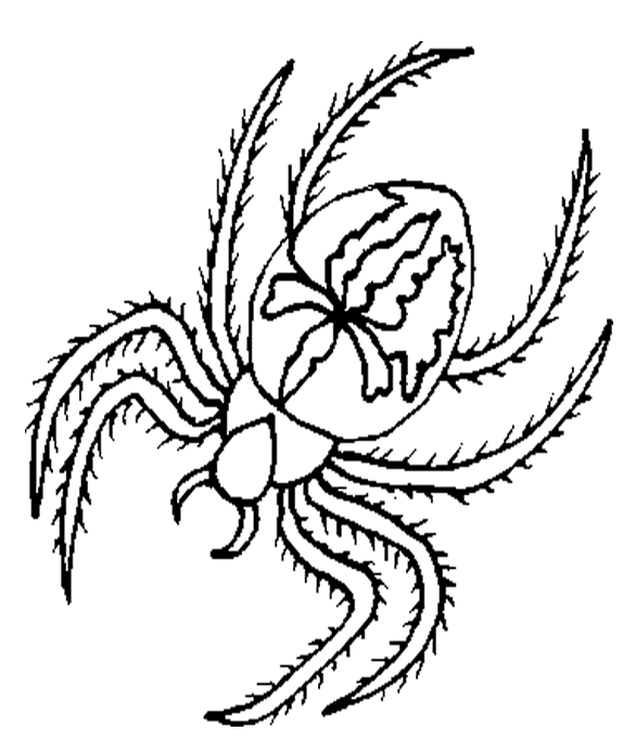 Раскраска: паук (Животные) #674 - Бесплатные раскраски для печати