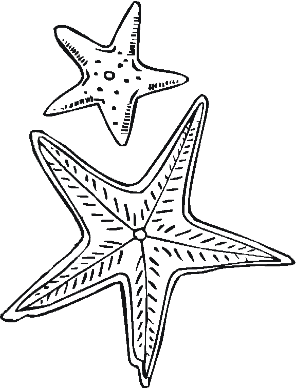 Картинка морская звезда раскраска
