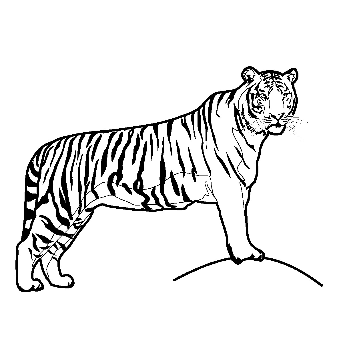 Раскраска: Tigris (Животные) #13587 - Бесплатные раскраски для печати