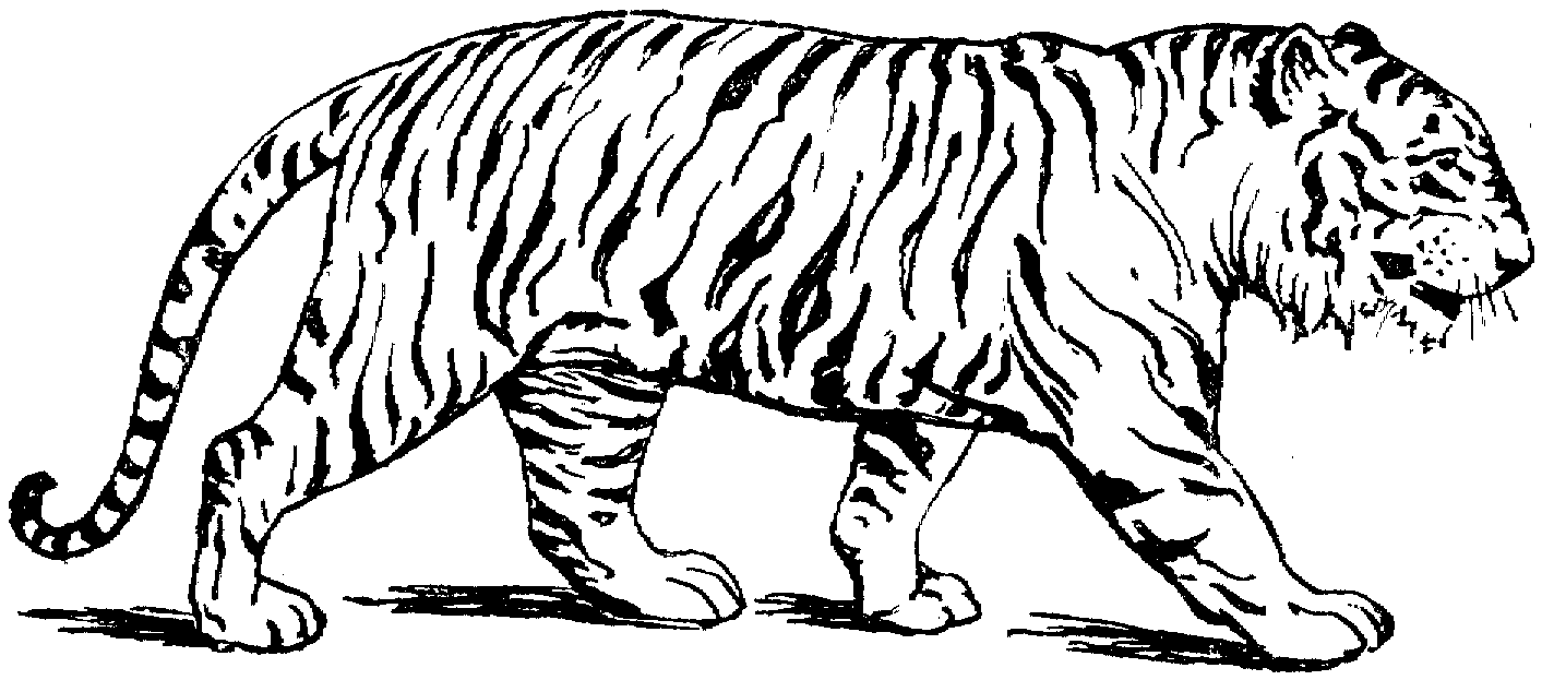 Раскраска: Tigris (Животные) #13588 - Бесплатные раскраски для печати
