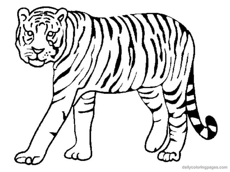 Раскраска: Tigris (Животные) #13591 - Бесплатные раскраски для печати