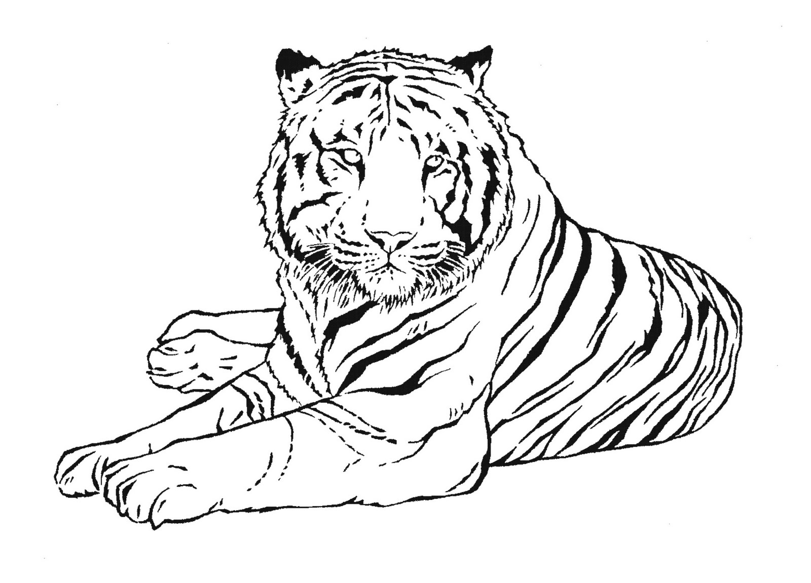 Раскраска: Tigris (Животные) #13601 - Бесплатные раскраски для печати