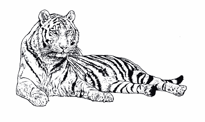 Раскраска: Tigris (Животные) #13607 - Бесплатные раскраски для печати
