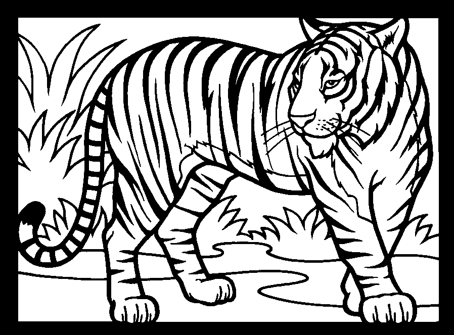 Раскраска: Tigris (Животные) #13615 - Бесплатные раскраски для печати