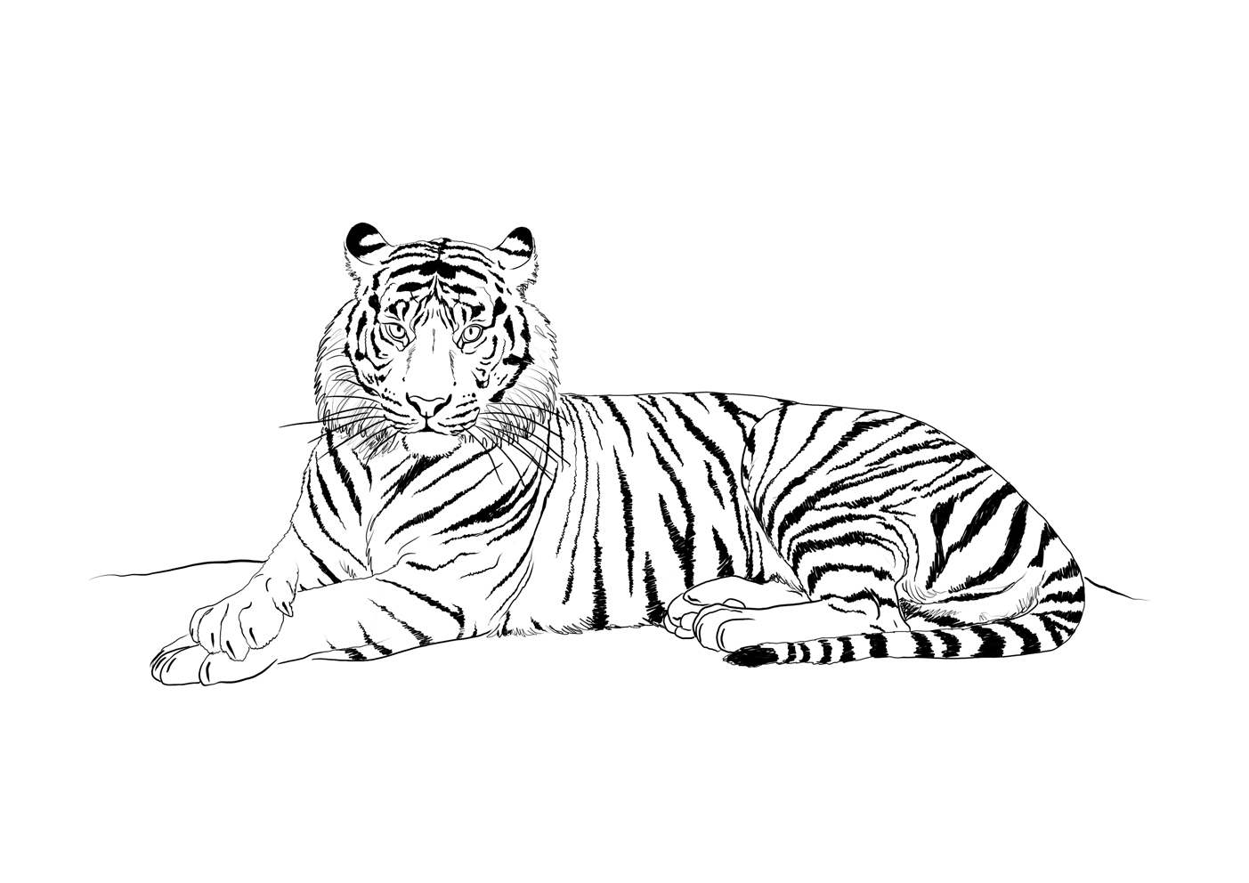 Раскраска: Tigris (Животные) #13676 - Бесплатные раскраски для печати