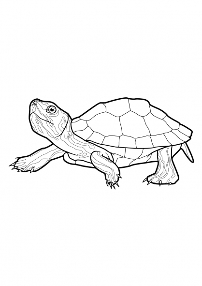 Раскраска: черепаха (Животные) #13420 - Бесплатные раскраски для печати