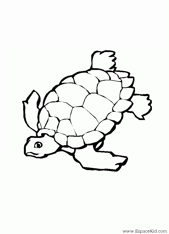 Раскраска: черепаха (Животные) #13433 - Бесплатные раскраски для печати
