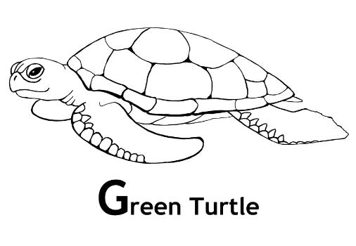 Раскраска: черепаха (Животные) #13447 - Бесплатные раскраски для печати