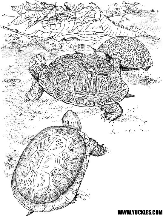 Раскраска: черепаха (Животные) #13470 - Бесплатные раскраски для печати