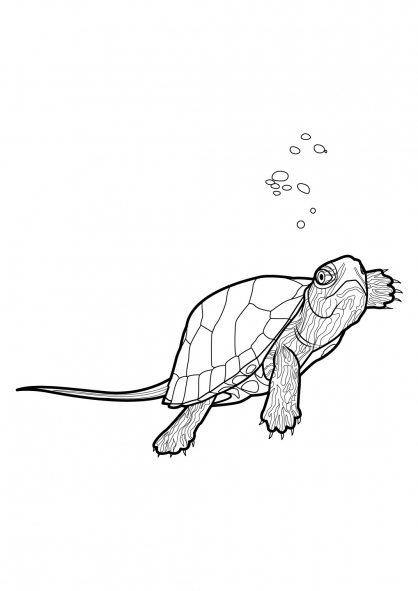 Раскраска: черепаха (Животные) #13483 - Бесплатные раскраски для печати