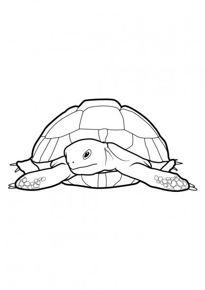 Раскраска: черепаха (Животные) #13507 - Бесплатные раскраски для печати