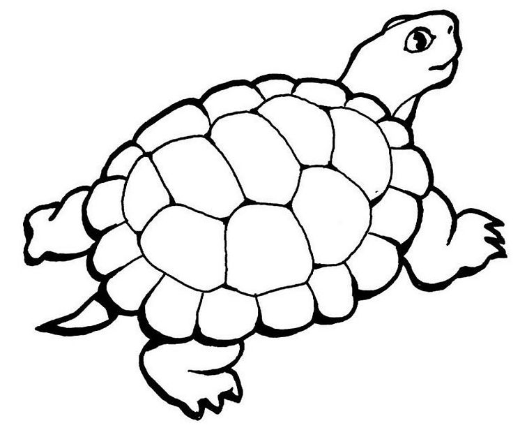 Раскраска: черепаха (Животные) #13514 - Бесплатные раскраски для печати