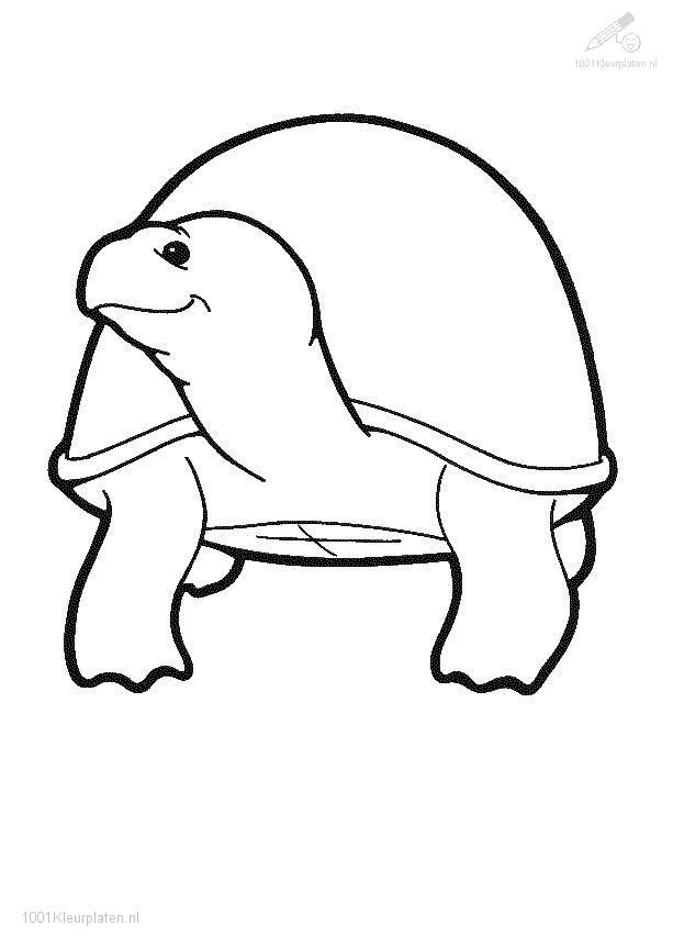 Раскраска: черепаха (Животные) #13526 - Бесплатные раскраски для печати