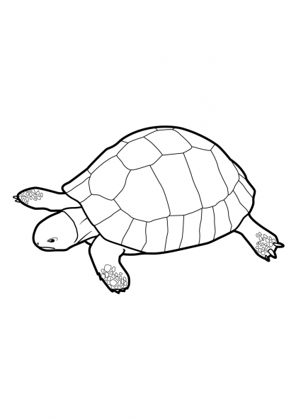 Раскраска: черепаха (Животные) #13538 - Бесплатные раскраски для печати