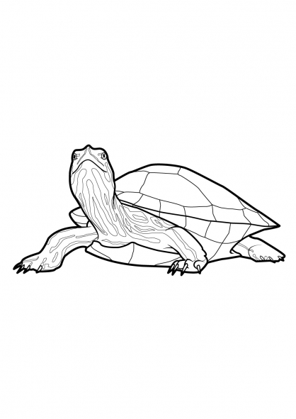 Раскраска: черепаха (Животные) #13550 - Бесплатные раскраски для печати