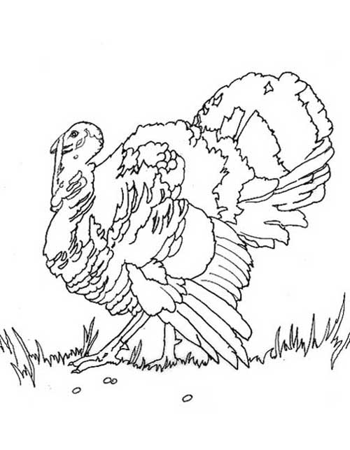 Раскраска: индейка (Животные) #5452 - Бесплатные раскраски для печати
