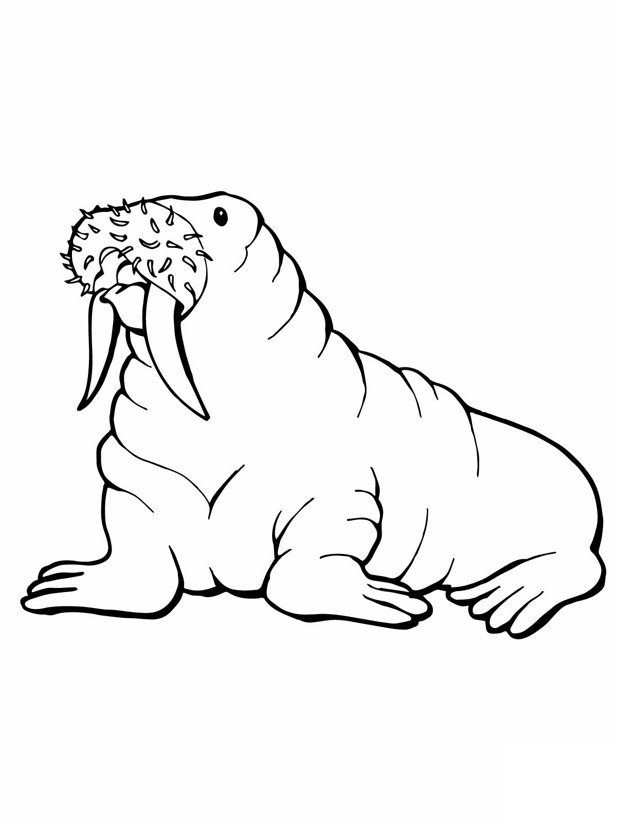 Раскраска: морж (Животные) #16473 - Бесплатные раскраски для печати