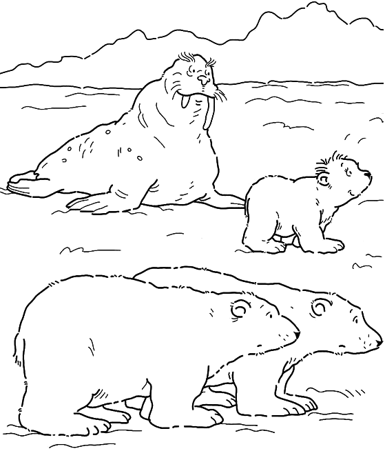 Раскраска: морж (Животные) #16474 - Бесплатные раскраски для печати