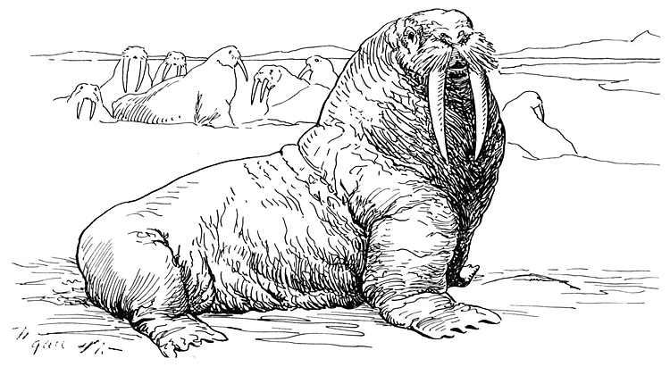 Раскраска: морж (Животные) #16525 - Бесплатные раскраски для печати