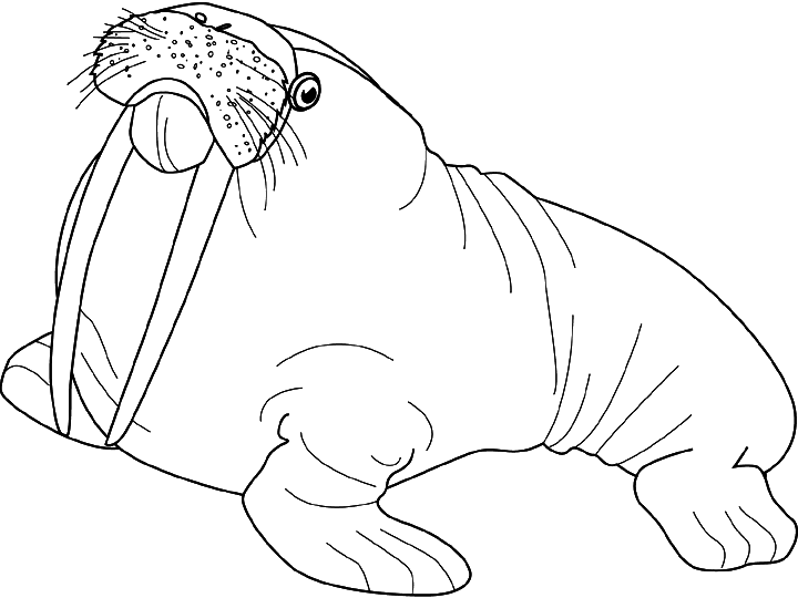 Раскраска: морж (Животные) #16535 - Бесплатные раскраски для печати