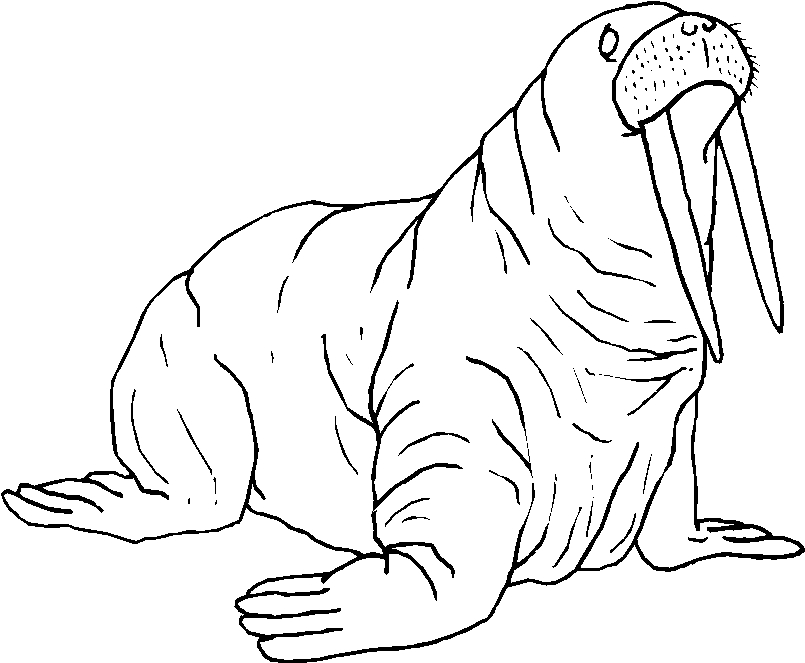 Раскраска: морж (Животные) #16561 - Бесплатные раскраски для печати
