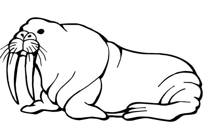 Раскраска: морж (Животные) #16562 - Бесплатные раскраски для печати