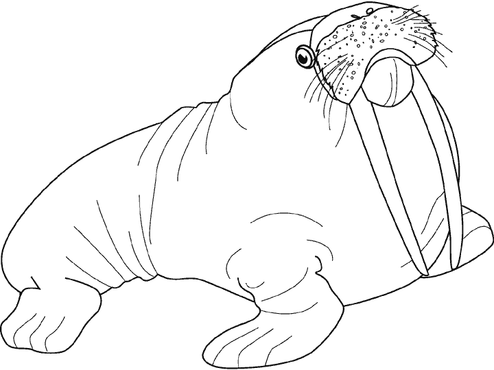 Раскраска: морж (Животные) #16567 - Бесплатные раскраски для печати