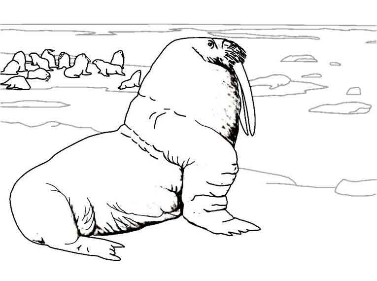 Раскраска: морж (Животные) #16569 - Бесплатные раскраски для печати
