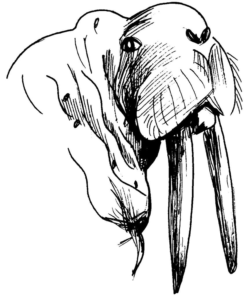 Раскраска: морж (Животные) #16592 - Бесплатные раскраски для печати