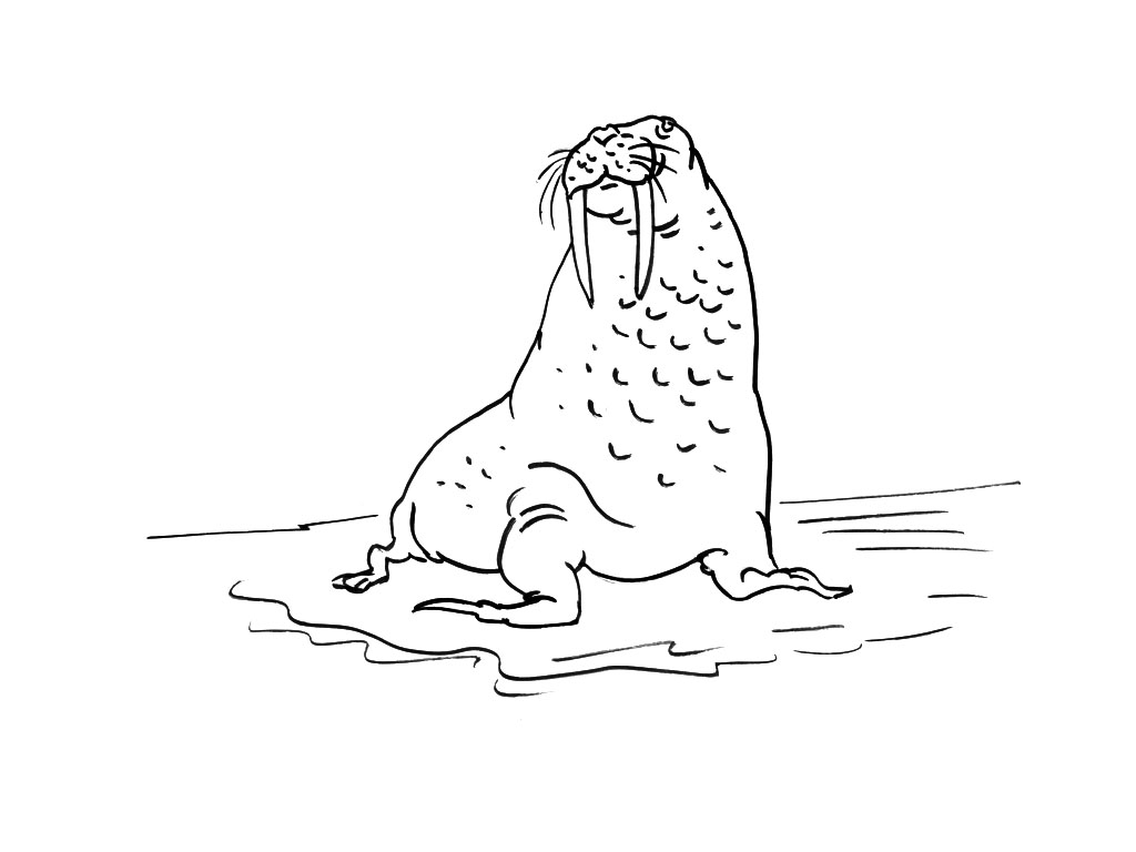 Раскраска: морж (Животные) #16600 - Бесплатные раскраски для печати