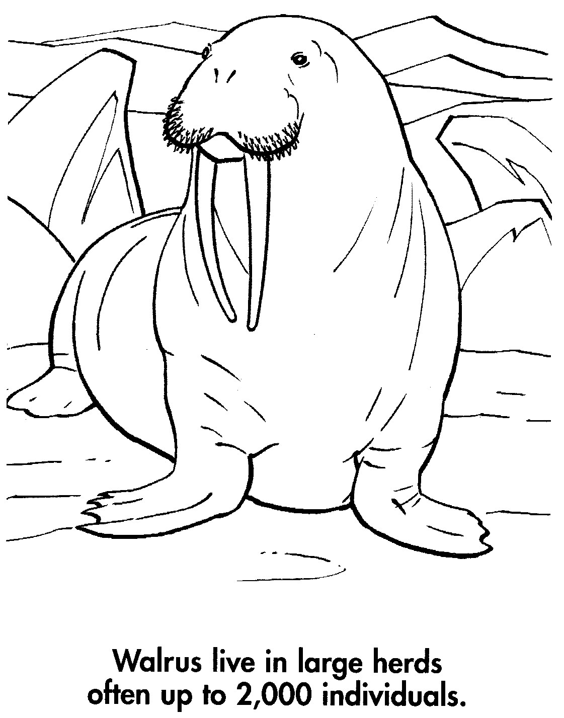 Раскраска: морж (Животные) #16632 - Бесплатные раскраски для печати