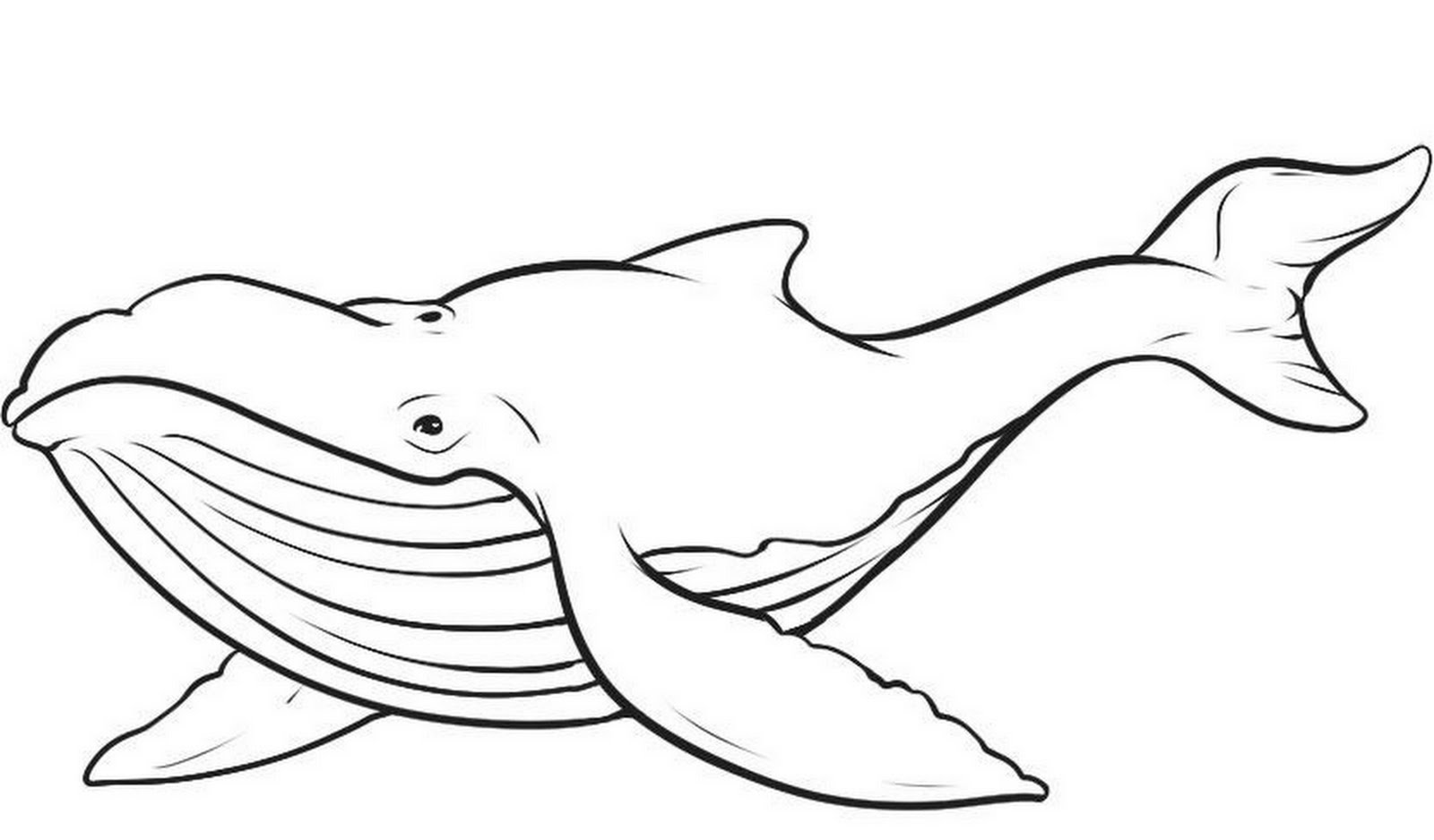 Раскраска: кит (Животные) #865 - Бесплатные раскраски для печати