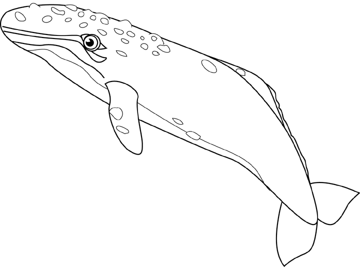Раскраска: кит (Животные) #874 - Бесплатные раскраски для печати