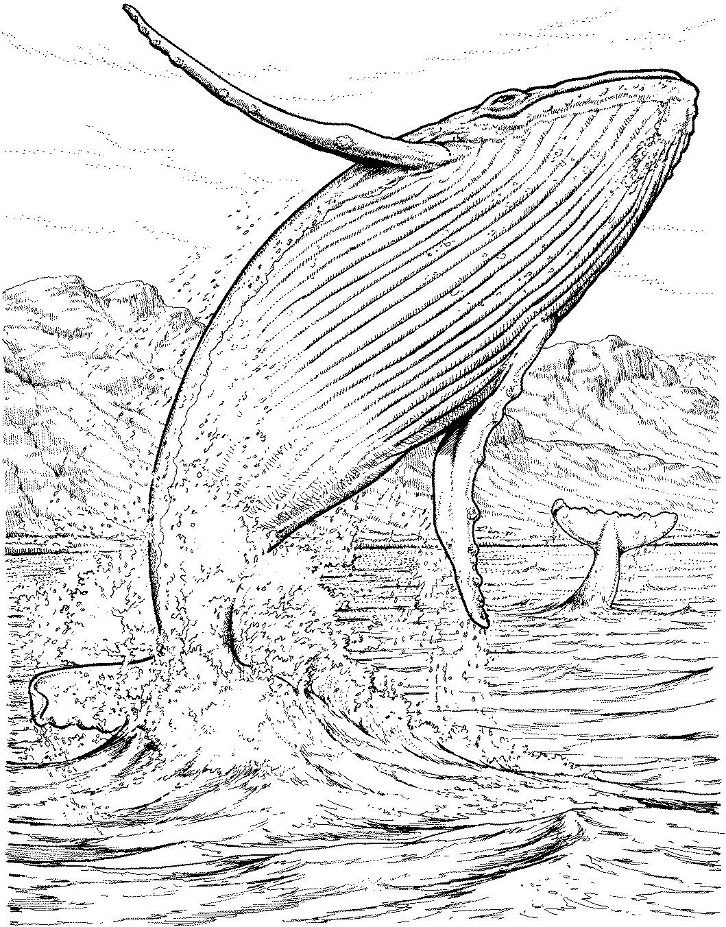 Раскраска: кит (Животные) #876 - Бесплатные раскраски для печати