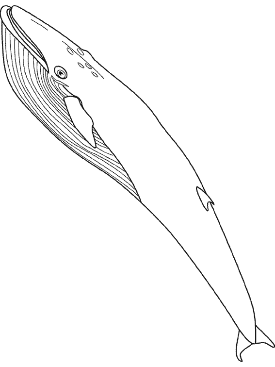 Раскраска: кит (Животные) #879 - Бесплатные раскраски для печати