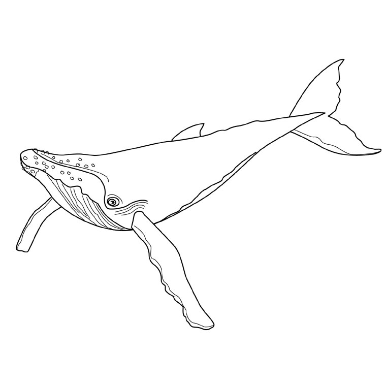 Раскраска: кит (Животные) #881 - Бесплатные раскраски для печати