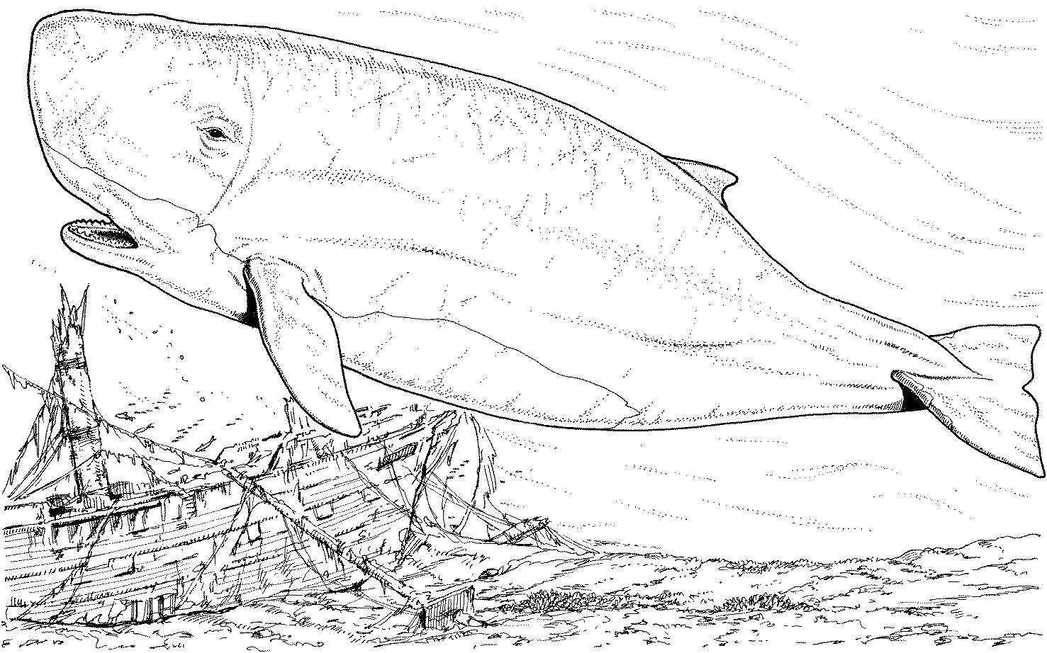 Раскраска: кит (Животные) #883 - Бесплатные раскраски для печати