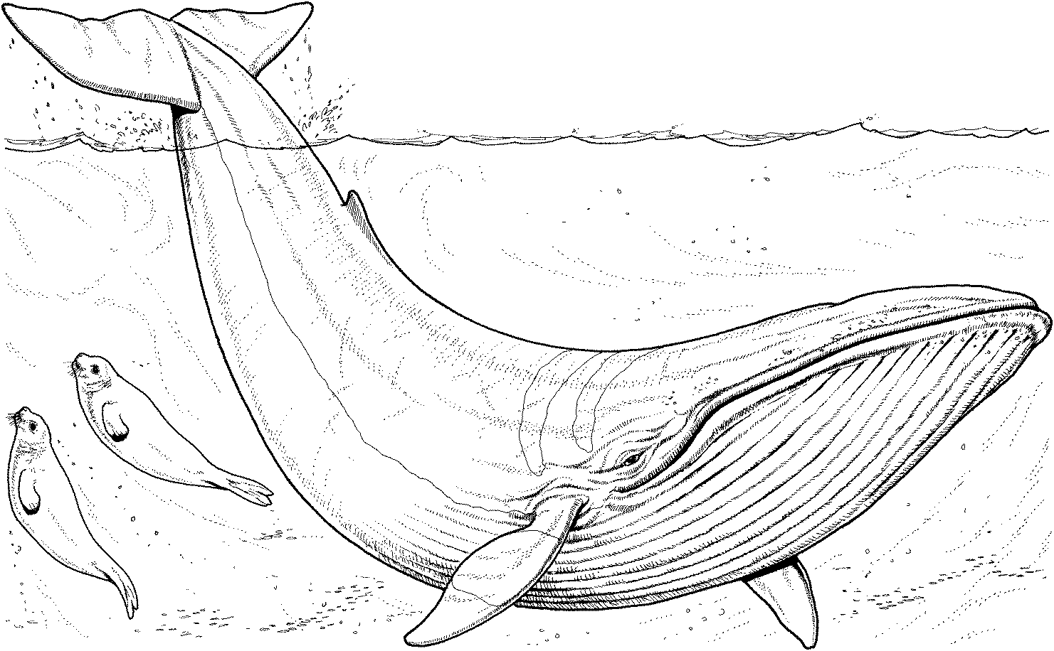 Раскраска: кит (Животные) #886 - Бесплатные раскраски для печати