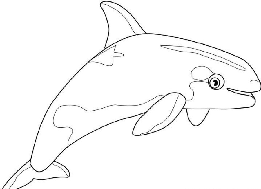 Раскраска: кит (Животные) #888 - Бесплатные раскраски для печати