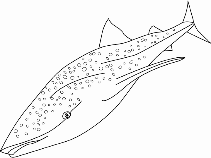 Раскраска: кит (Животные) #899 - Бесплатные раскраски для печати