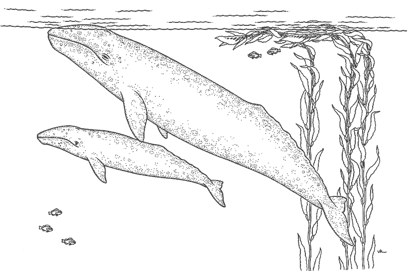Раскраска: кит (Животные) #901 - Бесплатные раскраски для печати